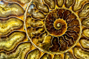 Fractal Fossilized Nautilus Shell